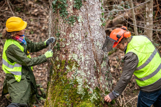 Best Storm Damage Tree Cleanup  in Olney, MD